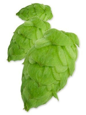 Aromatic hops Strisselspalt α-2.6%, 50g